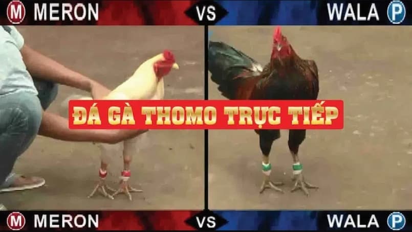 Đá gà thomo có luật chơi như thế nào?